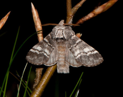 Drymonia ruficornis ( Vinterekspinnare )