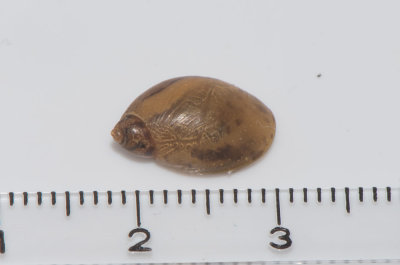 Succinea putris ( Strre brnstenssncka )