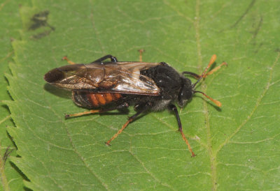 Cimbicinae ( Klubbhornssteklar )