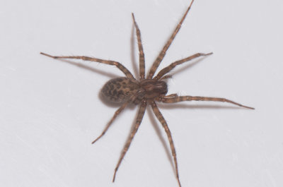 Vstgtagatan Halland 29.12-17 adult female