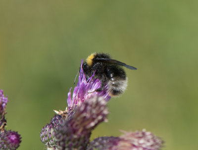 Hyltan Halland 15.7-17 male