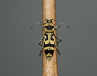 Chlorophorus varius ( Brokig flckbock )