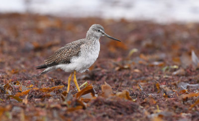 Tringa melanoleuca ( Strre gulbena )