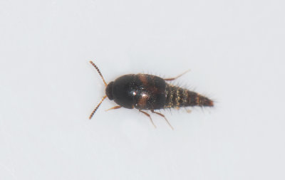 Sepedophilus bipunctatus