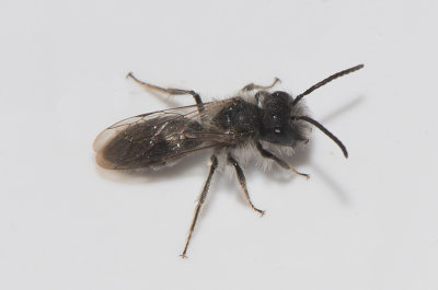 Andrena praecox ( Vrsandbi )