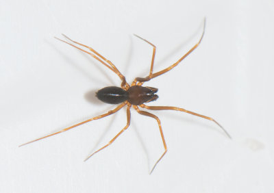 Gsslsa Halland 7.4-18 adult male
