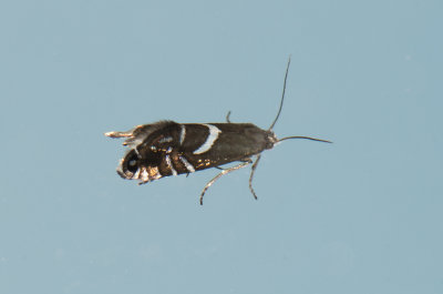 Glyphipterix forsterella ( Starrhakmal )