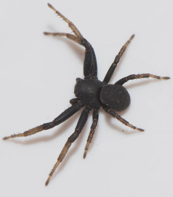 Thomisidae ( Krabbspindlar )