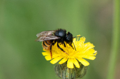 Osmia bicolor ( Sncmurarbi )