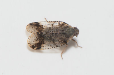 Cixius cunicularius