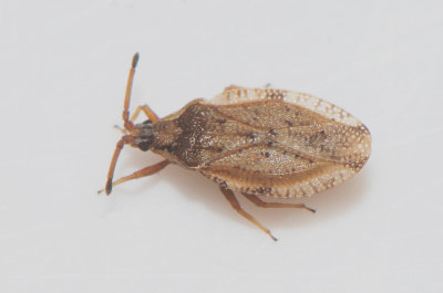 Catoplatus fabricii