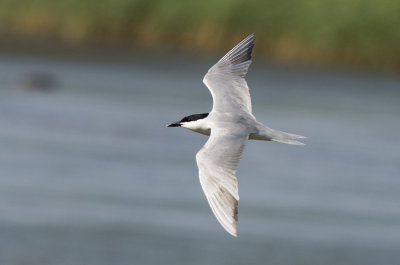 Gelochelidon nilotica ( Gull-billed tern )