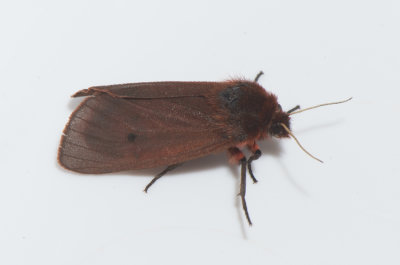  Phragmatobia fuliginosa ( Rostvinge )