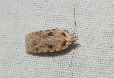 Agonopterix arenella ( Kardborreplattmal )