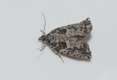 Epinotia cinereana ( Asphngevecklare )