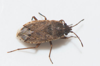 Gonianotus marginepunctatus 4,8-5,3 mm