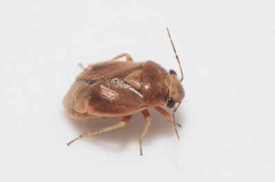 Strongylocoris luridus