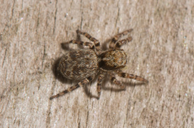 Angryd Halland 16.5-18 Female