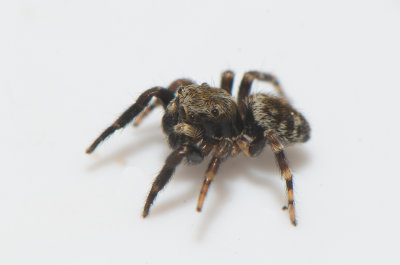 Angryd Halland 16.5-18 adult male