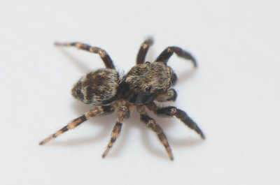 Angryd Halland 16.5-18 adult male