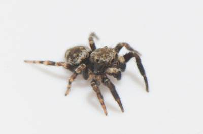 Angryd Halland 16.5-18 adult male