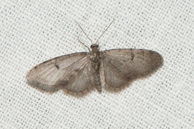 Eupithecia indigata ( Tallmalmtare )