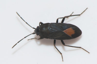 Aphanus rolandri