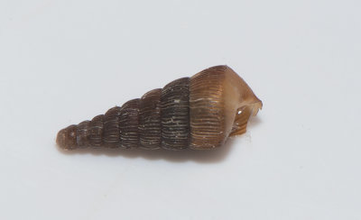 Pupilla muscorum ( ngspuppsncka )