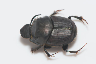 Onthophagus illyricus ( Oxhorndyvel )