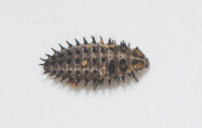 Mattsvart hedpiga ( Parexochomus nigromaculatus )