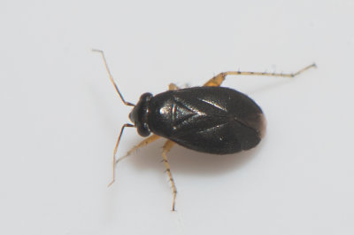 Chlamydatus pulicarius 2,3 mm