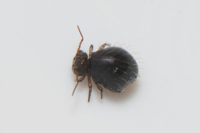 Allacma fusca