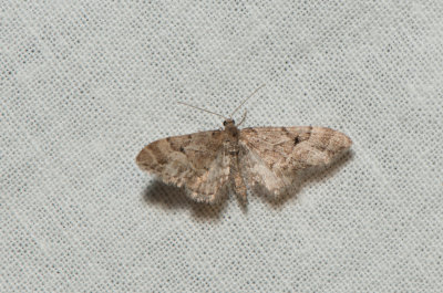 Eupithecia lanceata ( Lansettvingad malmtare )