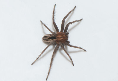 Ravlunda Skne 5.5-18 adult male
