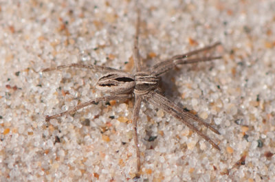 Ravlunda Skne 5.5-18 adult female