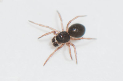 Gamla kpstad Halland 25.9-18 adult male