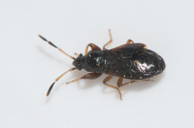 Megalonotus antennatus