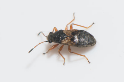 Acompus rufipes