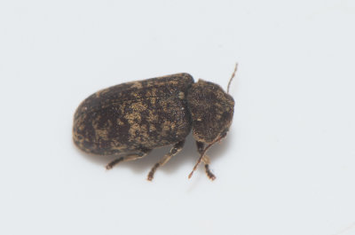 Xestobium rufovillosum ( Skckig trgnagare )