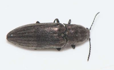 Actenicerus sjaelandicus ( Sammetsknppare ) 12,5 mm