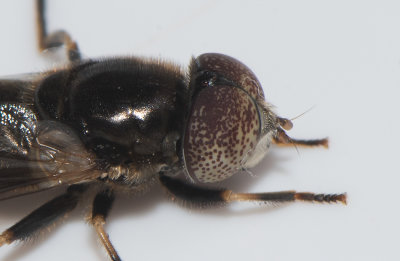 Hoburgen Gotland 5.8-18 male, naked eyes typical for species