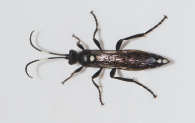 Ichneumon tuberculipes