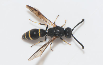 Symmorphus bifasciatus ( Husvedgeting )