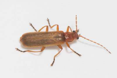 Podistra rufotestacea