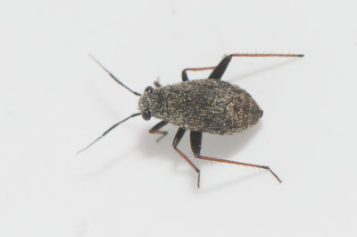 Orthocephalus saltator  3,9 mm