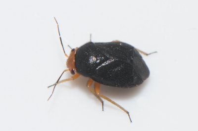 Strongylocoris leucocephalus  4,7 mm