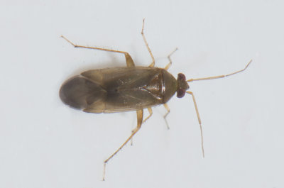 Plesiodema pinetella 3,2 mm