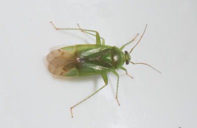 Lygocoris pabulinus 5,8-6  mm