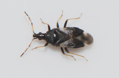 Temnostethus gracilis