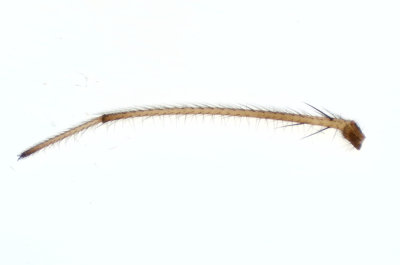 Hyltan Halland 7.10-18 long hairs on metatarsus at adult male